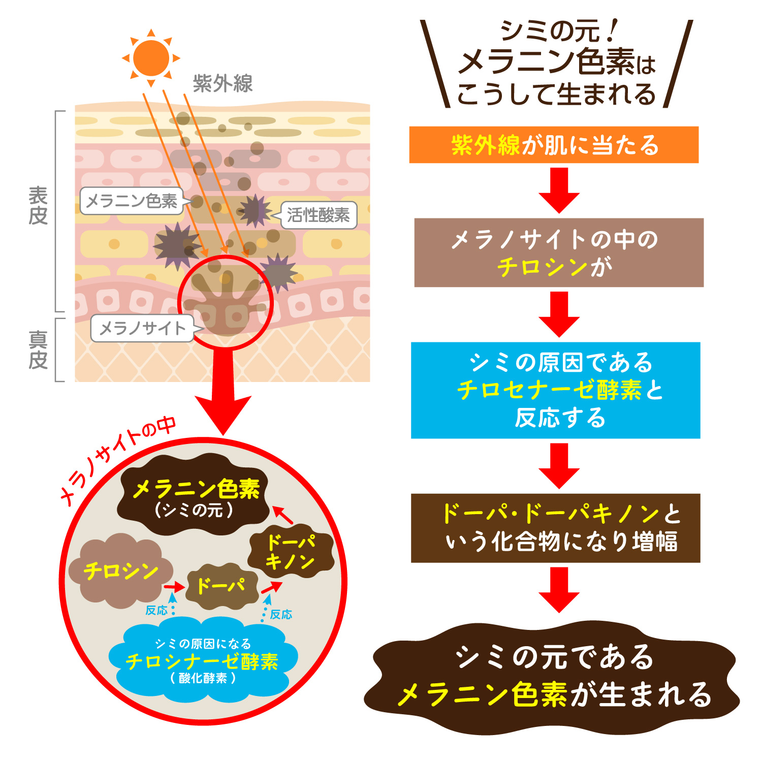 シミの元！メラニン色素はこうして生まれる