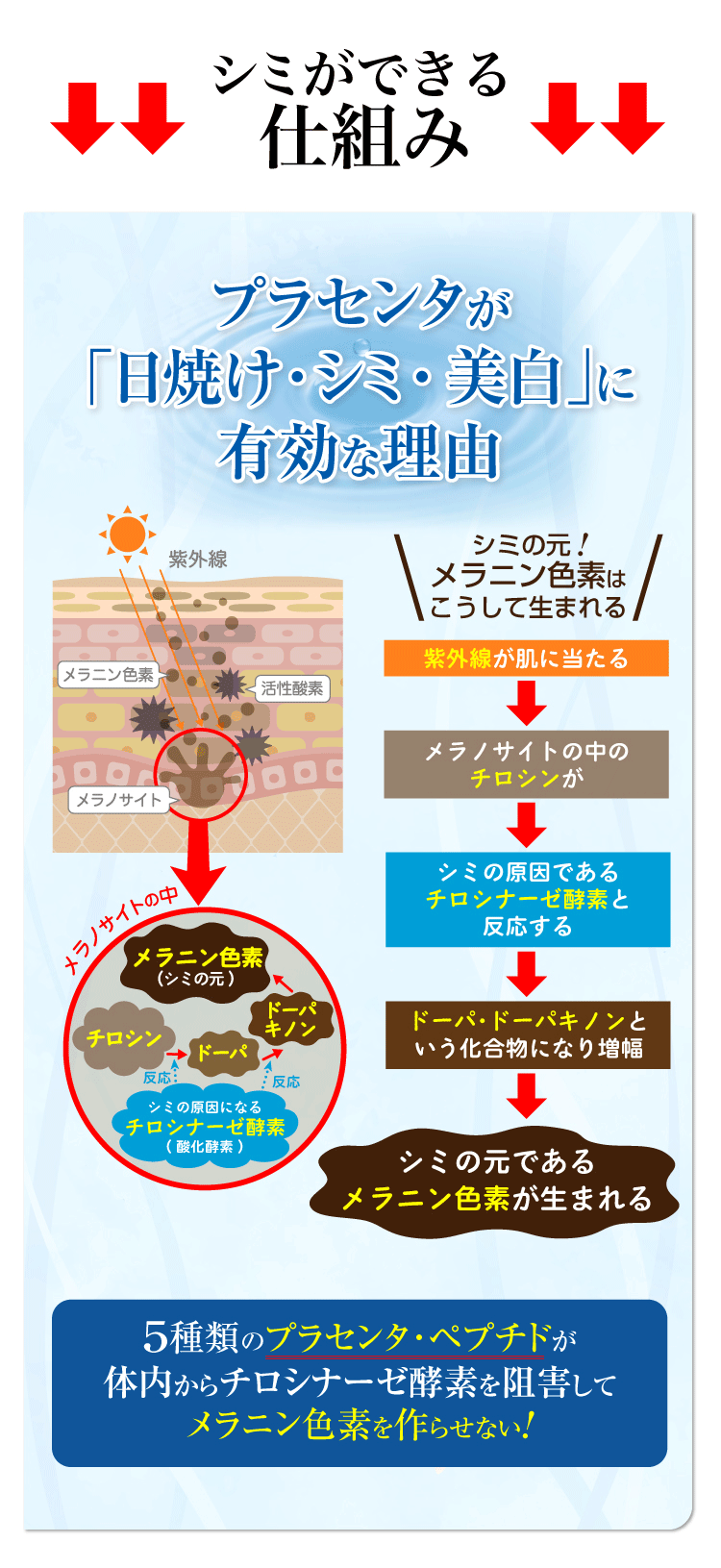 プラセンタ 効果 肌